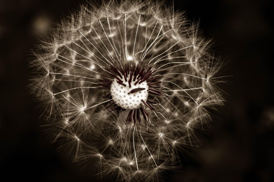 Foto di dente di Leone, foto by Atlantios